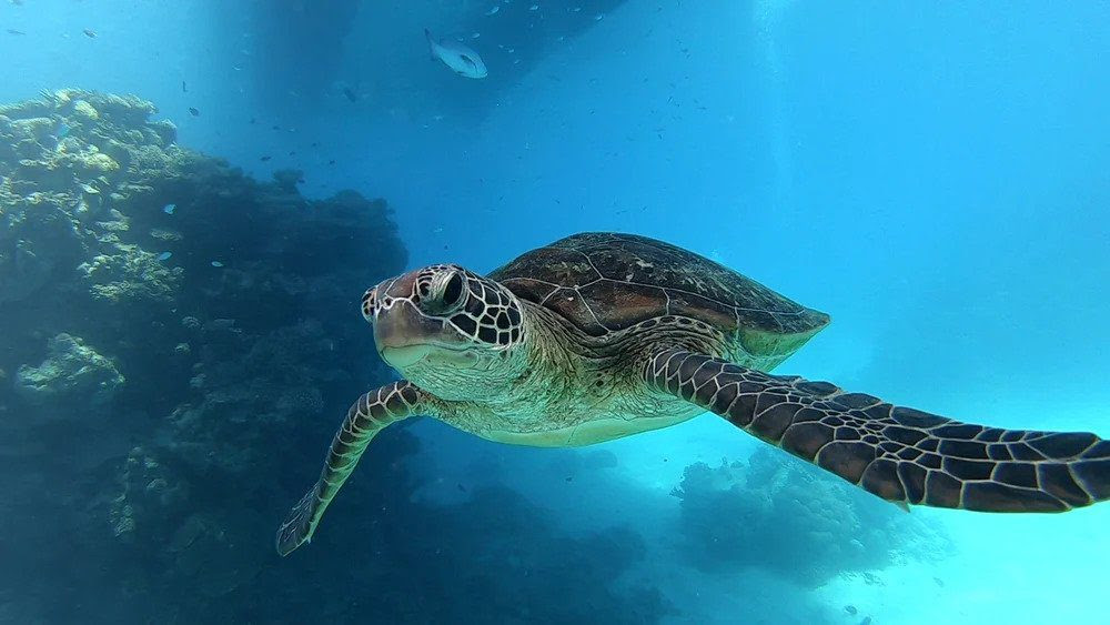 amilla-maldives-resort-teams-up-with-olive-ridley-project-to-protect-turtles
