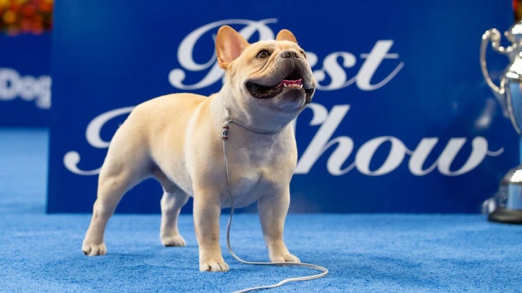 winston-the-french-bulldog-has-won-the-national-dog-show
