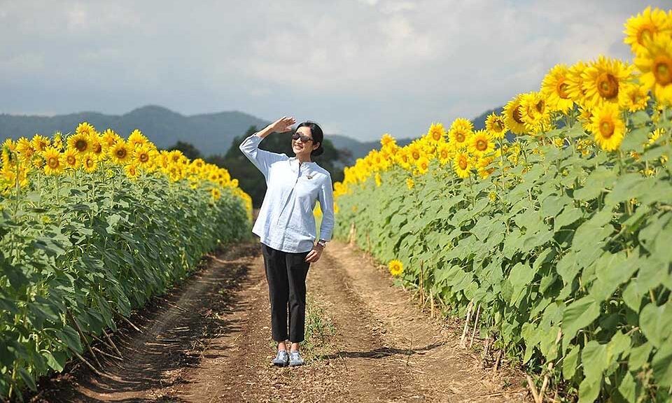 thailand-invites-tourists-to-sunflower-fields-of-lopburi-during-cool-season-from-nov-–-jan-–-pattaya-mail