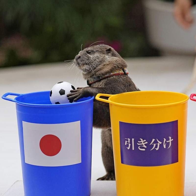meet-taiyo-the-japanese-otter,-fifa-world-cup-2022's-cutest-clairvoyant