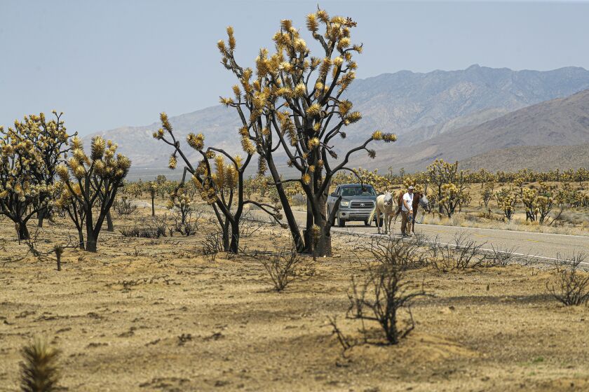 girl-abandoned-at-mojave-desert-gas-station-after-father-beat-mother-to-death,-authorities-say