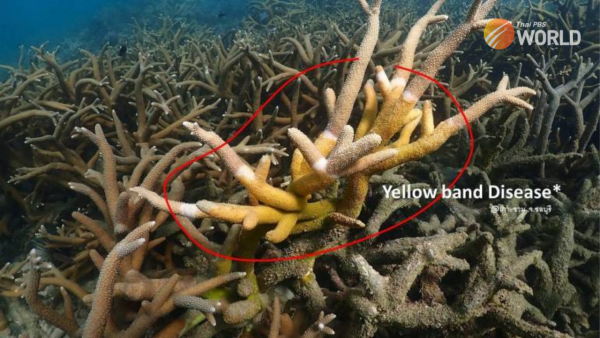yellow-band-disease-affecting-corals-in-gulf-of-thailand
