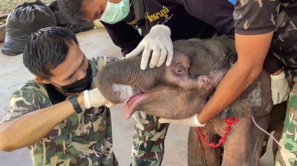 all-out-effort-to-save-the-life-of-a-sick-elephant-calf