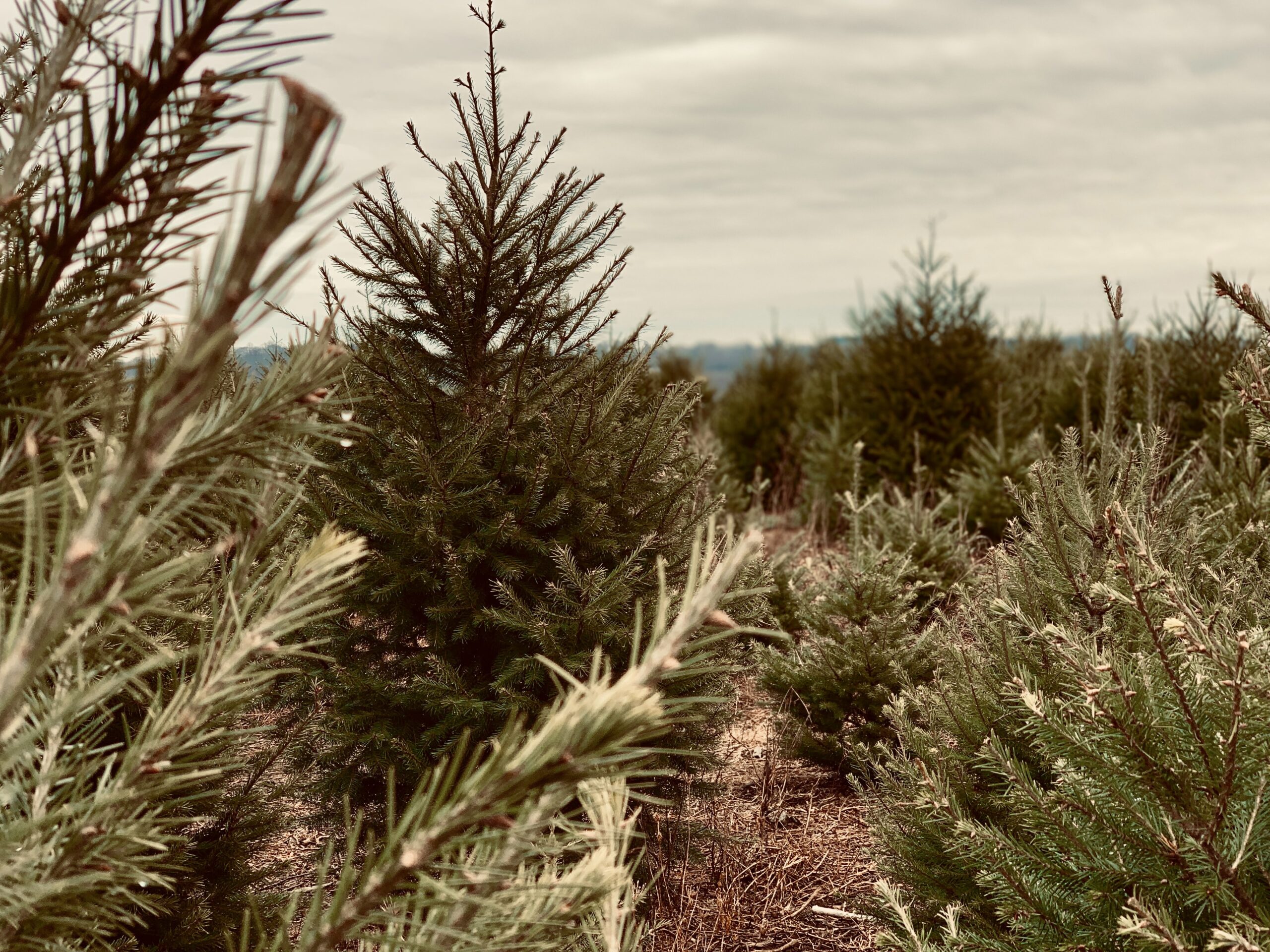 christmas-trees:-fun-holiday-tradition-or-selfish-ritualized-eco-terrorism?-|-greenbiz