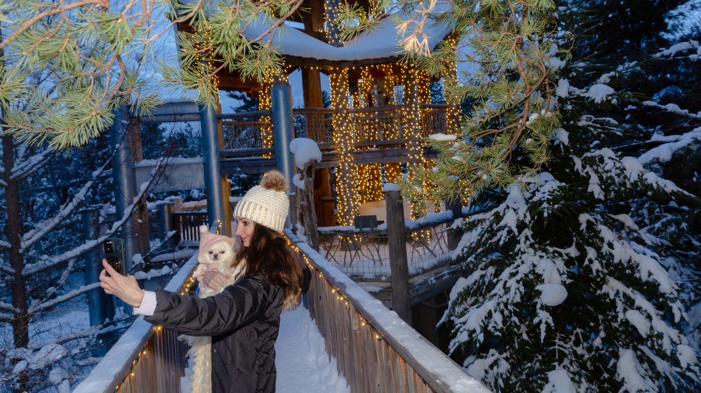 in-a-wintry-adirondack-forest,-an-oasis-of-holiday-light