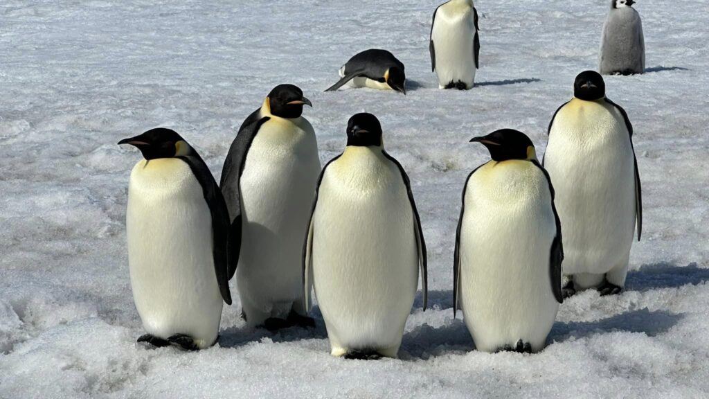 ponant-stories:-traversing-antarctica’s-spectacular-landscape-to-meet-the-penguins