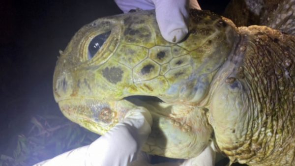 injured-green-sea-turtle-washed-ashore-on-pha-ngan-island-dies