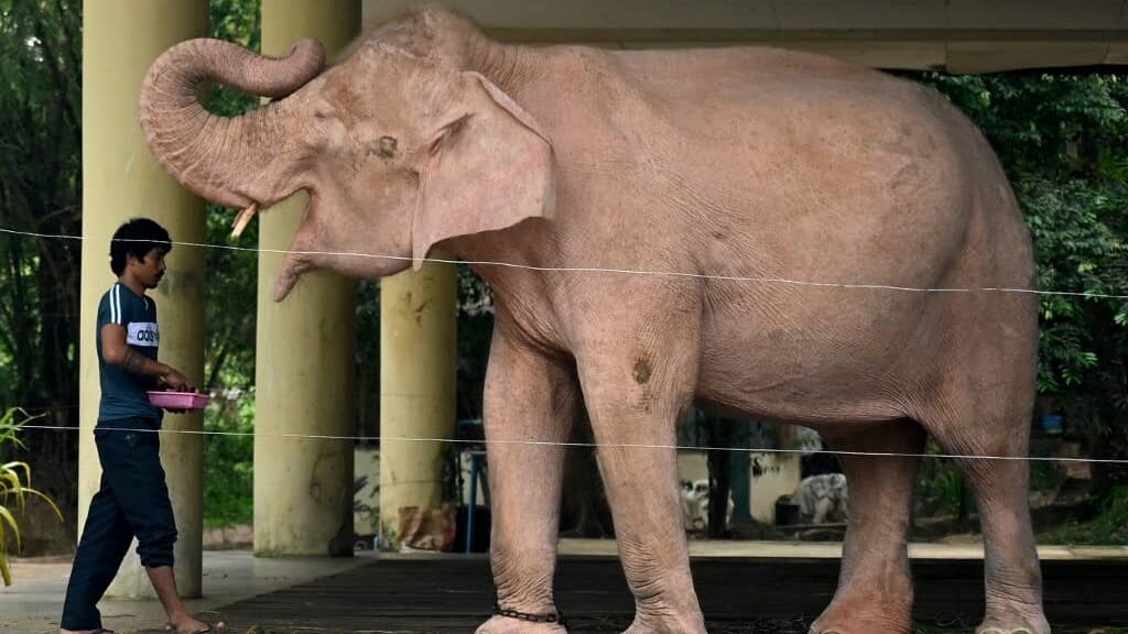 myanmar-junta-claims-white-elephant-as-good-omen,-legitimacy-for-its-rule
