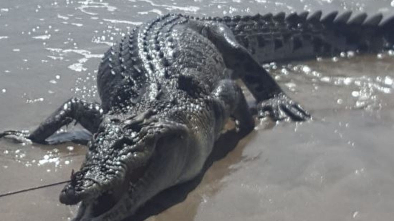 giant-crocodile-washes-up-on-busy-bali-beach