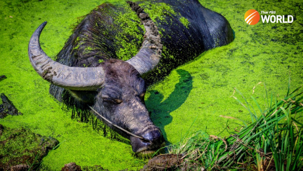 “you-buffalo!”-how-this-animal-became-an-insult-in-thai