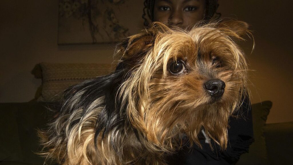 marine-vet-who-hunted-al-qaida-comes-to-dognapped-yorkie’s-rescue