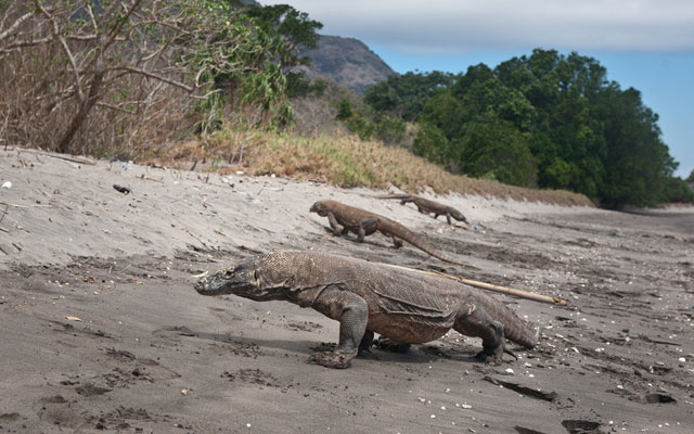 no-fee-changes-for-komodo-national-park-but-impact-on-market-remains-|-ttg-asia