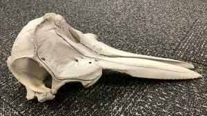 a-dolphin-skull-was-found-in-someone's-luggage-in-detroit