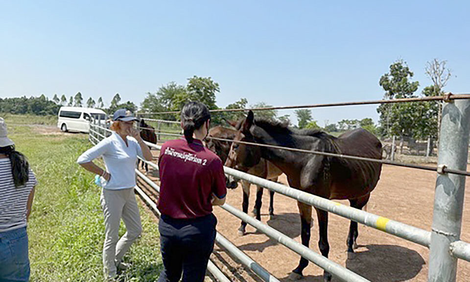 thailand-aims-to-be-declared-african-horse-sickness-(ahs)-free-this-year-–-pattaya-mail