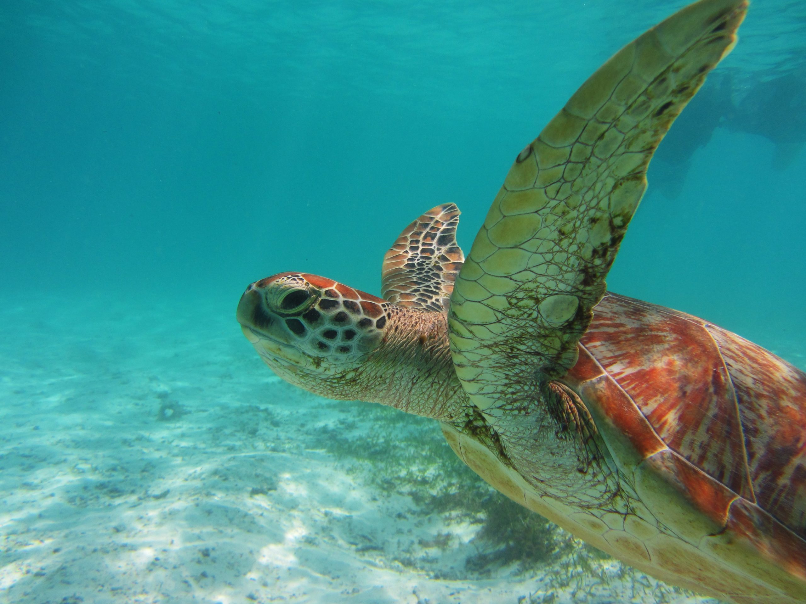 coco-palm-dhuni-kolhu,-kind-traveler-to-help-rescue-injured-sea-turtles-with-olive-ridley-project