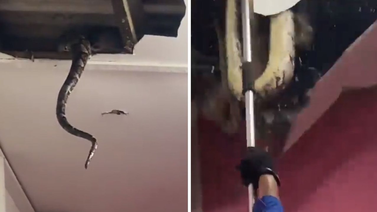 three-huge-snakes-fall-through-ceiling-in-malaysia