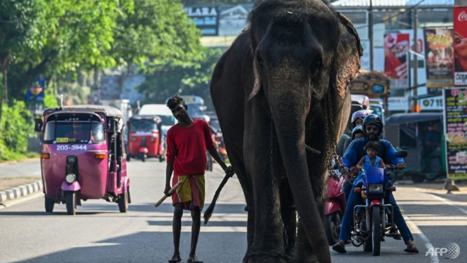 sri-lanka-bans-single-use-plastics-to-save-elephants