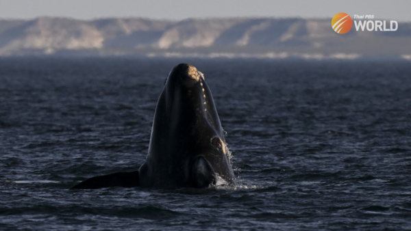 deep-sea-mining-noise-pollution-threatens-whales:-study