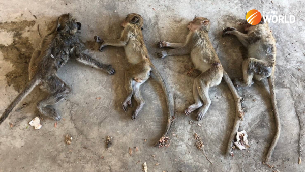 two-monkey-catchers-caught-with-nine-primates-and-hunting-gear