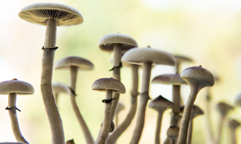 study-explores-psilocybin-treatment-for-cluster-headaches,-prompts-further-research