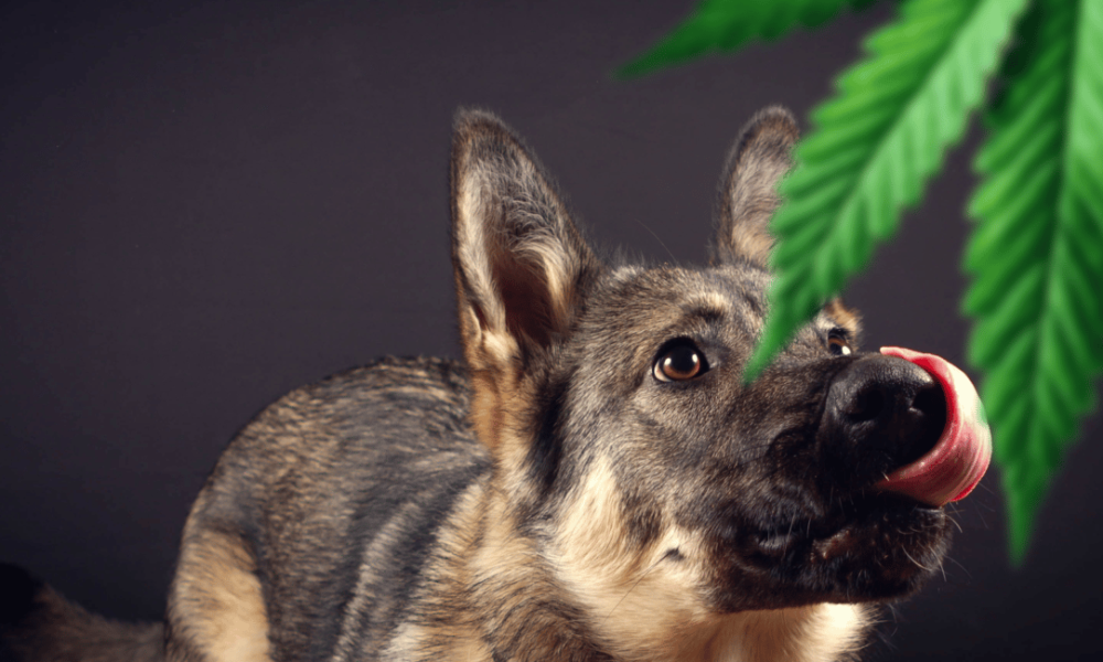 pet-medical-cannabis-bill-introduced-in-rhode-island