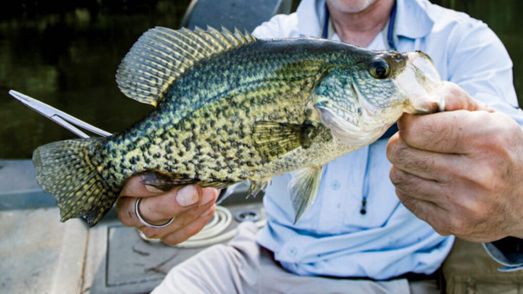 southern-conundrum:-what-rhymes-with-crappie?