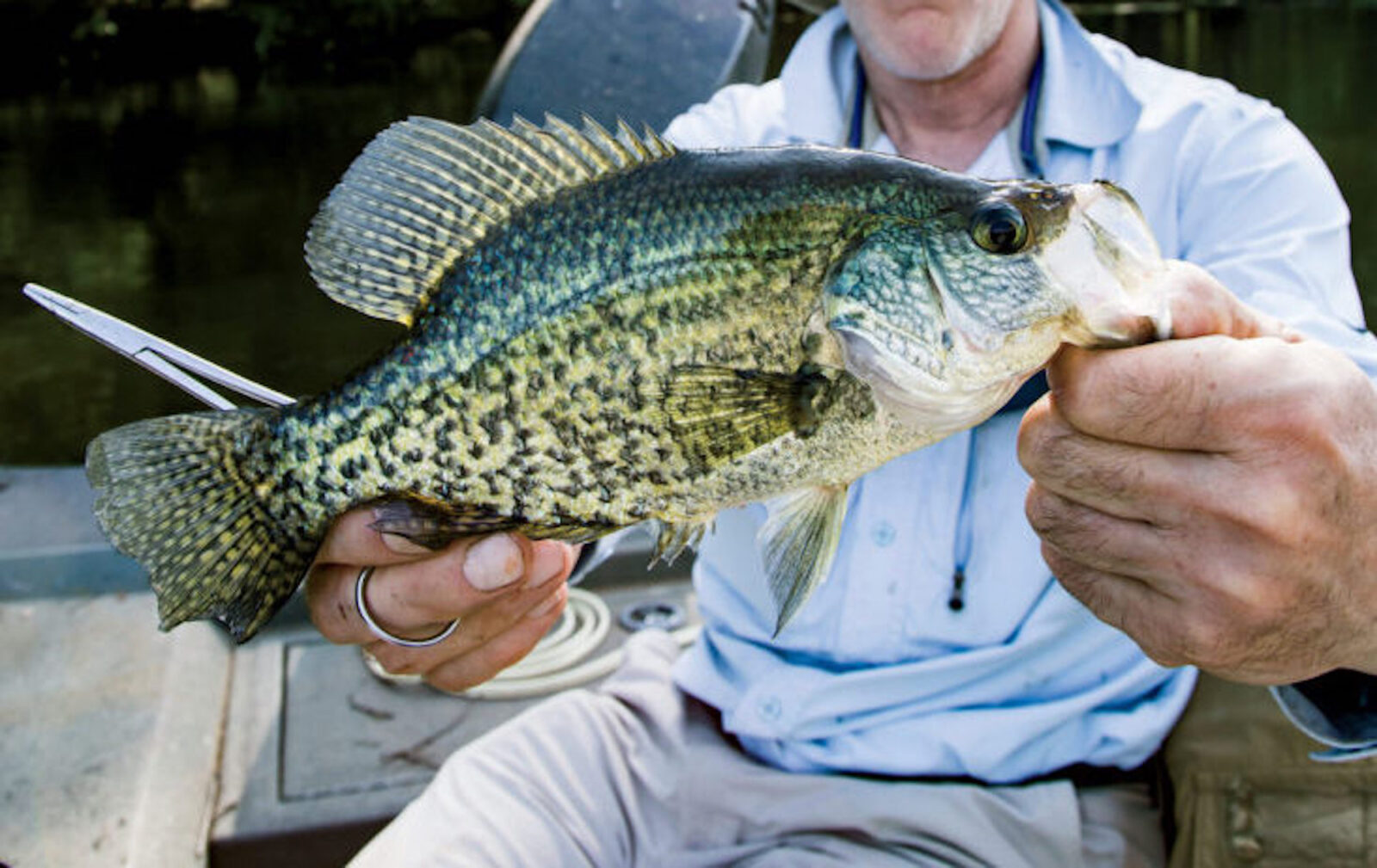 southern-conundrum:-what-rhymes-with-crappie?