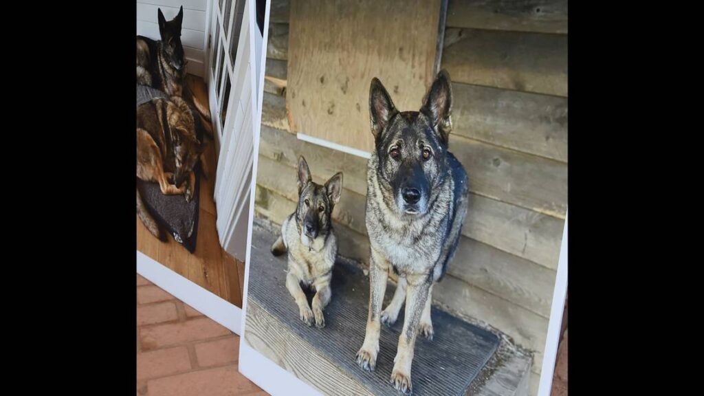 hunter-killed-and-skinned-german-shepherds-thinking-they-were-coyotes,-ct-family-says