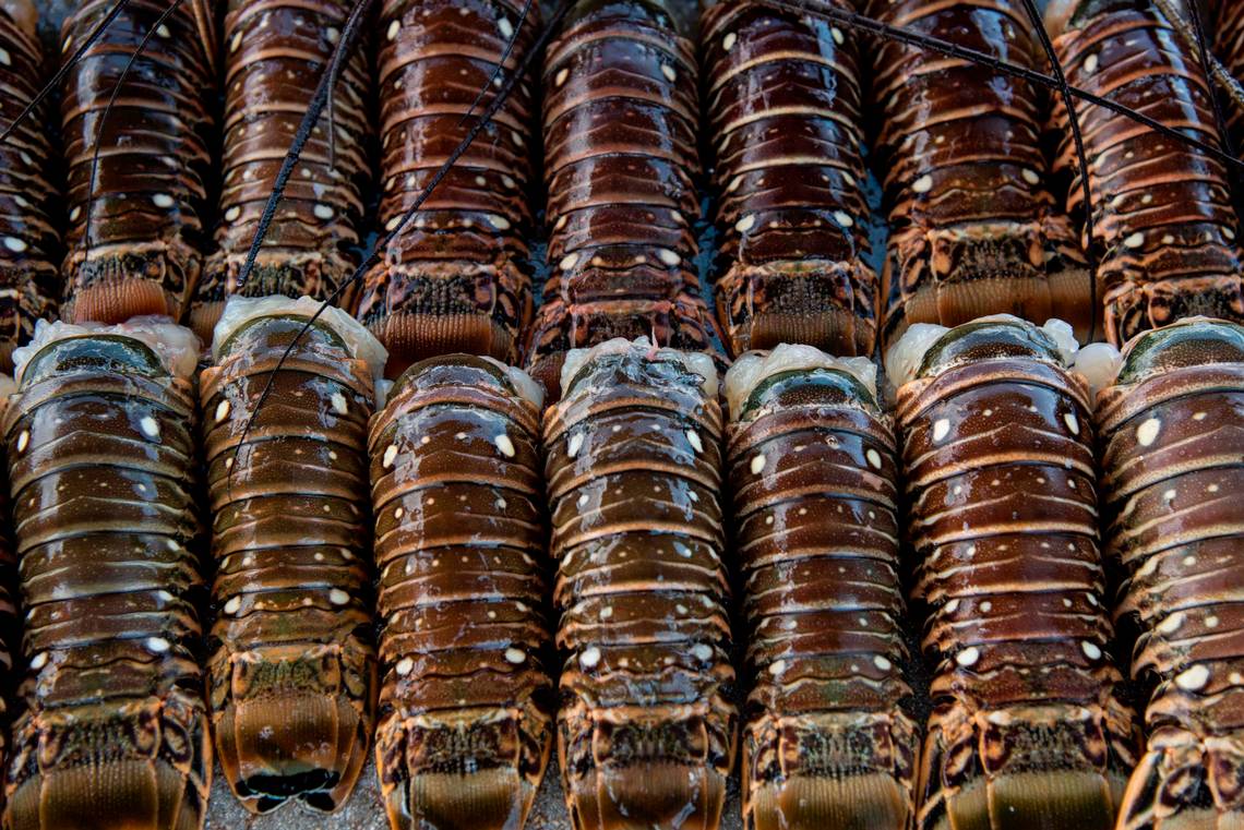 fish-exporter-pleads-guilty-to-mislabeling-a-florida-spiny-lobster-sold-to-china