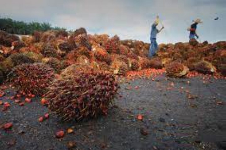 malaysia’s-palm-oil-stocks-down-6.56-percent-month-on-month-in-feb