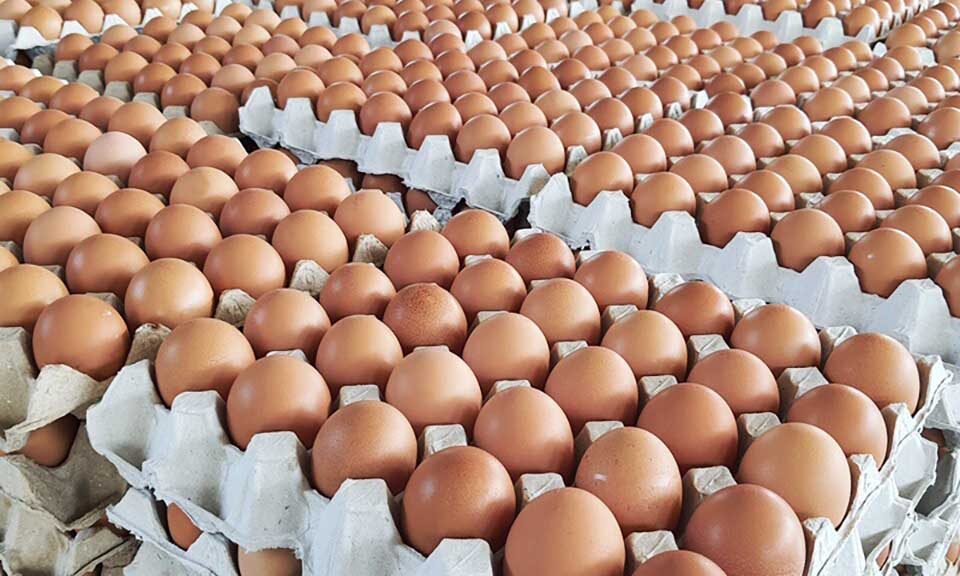 thailand-exports-fresh-eggs-to-taiwan-for-the-first-time-–-pattaya-mail
